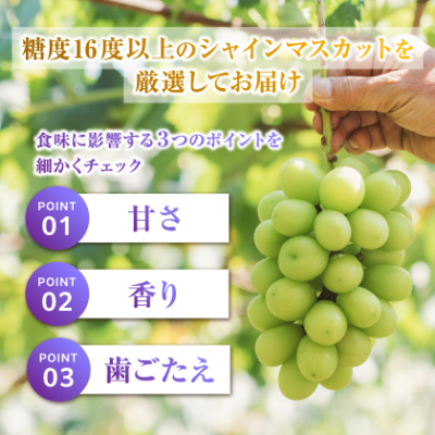 フルーツ王国山梨産厳選 シャインマスカット   2房 (1kg以上)【配送不可地域：離島】