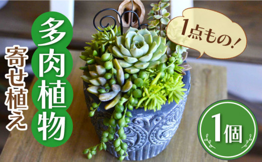 natur オリジナル 多肉 植物 寄植え 鉢 福岡 観葉植物 多肉植物 植物 はち インテリア 鉢植え 園芸用品 室内栽培 ガーデニング プレゼント 母の日 広川町 / plantsfunshopnatur [AFAT001]