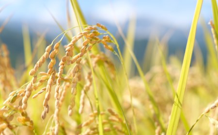 ＜6ヶ月間お届け＞＜令和7年産・新米・先行予約＞白馬産ミルキークイーン精米10kg 全6回/長野県白馬村  2025年産  定期便  米  白米  精米後発送  お米  ご飯  ごはん  送料無料【B