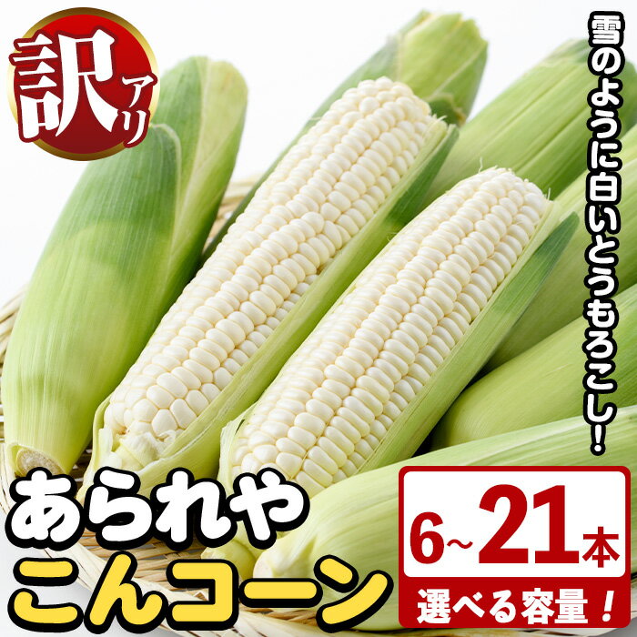 【ふるさと納税】＜容量が選べる！＞訳あり！白いとうもろこし「あられやこんコーン」(6〜21本) 国産 トウモロコシ 玉蜀黍 ホワイト コーン 野菜 糖度 夏 イネ科 数量限定 期間限定 訳アリ 旬 【うとさんち】