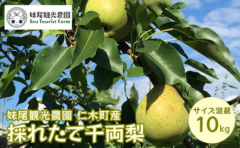 [先行受付/2025年] 仁木町の採れたて「千両梨」サイズ混載 10kg（20個前後）  北海道 仁木 果物 フルーツ なし 梨 ナシ 先行予約 [フルーツショップ妹尾観光農園]