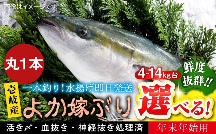 
                  【12/20～翌1/5お届け】【選べるサイズ4～14キロ台】壱岐島産天然寒ブリ よか嫁ぶり（丸もの）《壱岐市》【壱岐島 玄海屋】 [JBS130]
                