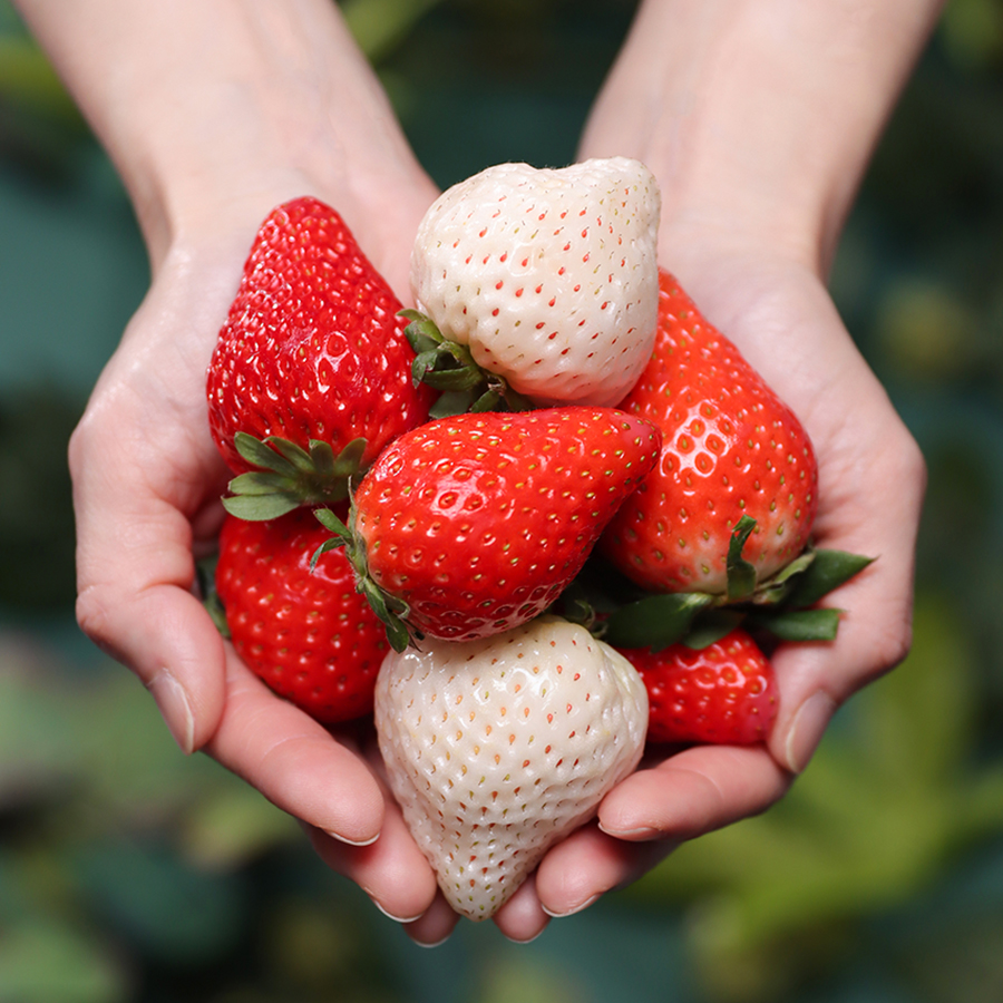 贅沢いちごの食べ比べセット24粒~30粒入×2箱セット