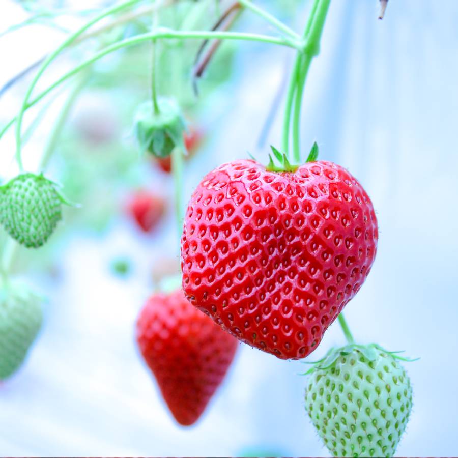 ＜BERRY＞ 完熟紅白苺セット「白いちご淡雪/よつぼし」