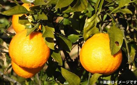 不知火（しらぬい）約4kg みかん ミカン 蜜柑 果物 フルーツ 不知火【2026年3月下旬～4月下旬発送予定】