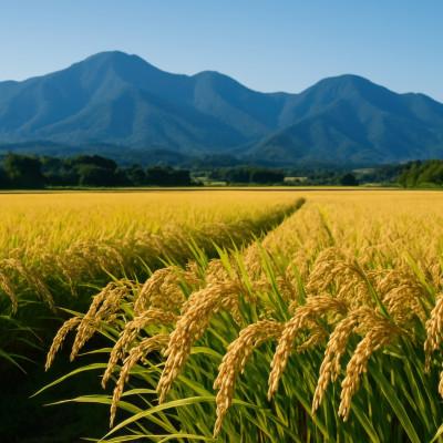ふるさと納税 郡山市 令和7年産 福島県郡山産天のつぶ(精米)5kg×2 |  | 03