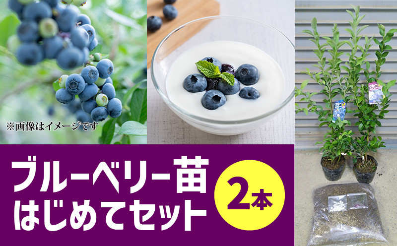 
                  ブルーベリー苗２本　はじめてセット_ブルーベリー 苗木 2年生 苗 2本 セット 2種類 ランダム ブルーシャワー ティーフブルー ガーデンブルー ミノウブルー 専用土 IB化成肥料 植え方 育て方 説明書 付き 植物 お取り寄せ 福岡県 久留米市 送料無料_Hf012
                