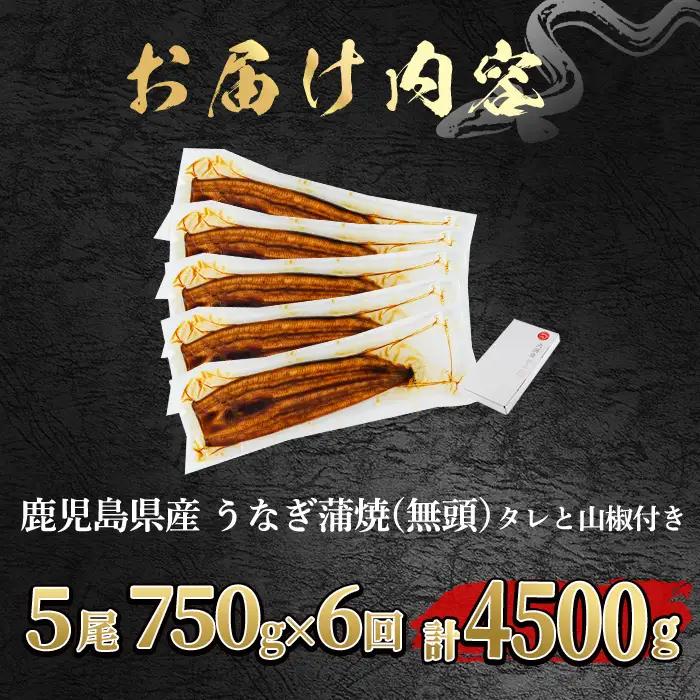 ＜定期便・全6回＞東串良町 うなぎ 蒲焼 (無頭)(5尾・計約750g・タレ、山椒付×6回) 高級 ウナギ 鰻 国産 たれ 鹿児島 ふるさと 人気【アクアおおすみ】【150041】