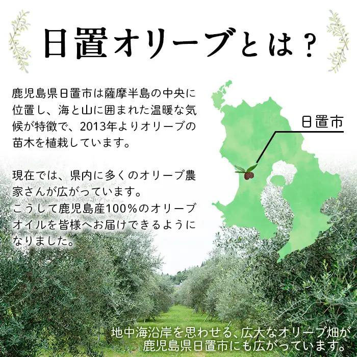 No.1253 ＜数量限定＞オリーブの苗(1本)鹿児島県産 苗 観葉植物 オリーブ 国産 シンボルツリー 庭木 内祝い ギフト 贈答 プレゼント 観賞 苗木 オリーブの木【鹿児島オリーブ】