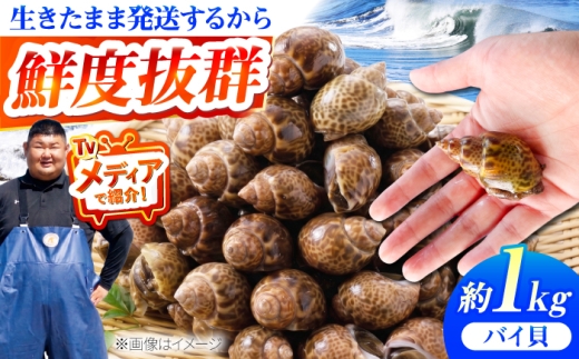 【先行予約】【2026年4月以降順次発送】豊前海産 バイ貝 1kg  (20～35個前後) 《築上町》【明青丸】 [ABCB004] バイガイ 貝 カイ 15000 15000円 1万5千円