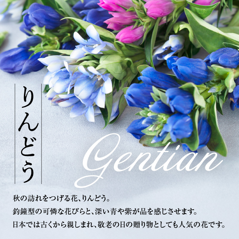 【先行予約】 りんどう 青系 1束 10本入り 花 生花 切花 2026年8月上旬～9月中旬 お届け予定 山形県 米沢市