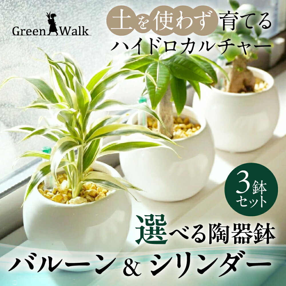 【ふるさと納税】ハイドロカルチャー バルーン ＆ シリンダー 陶器鉢 ゼオライト植え 3鉢セット 土無し インテリア 緑 グリーン 植物 簡単 初心者 かわいい 自然 おしゃれ 送料無料 Green Walk グリーンウォーク 愛知県 豊橋市