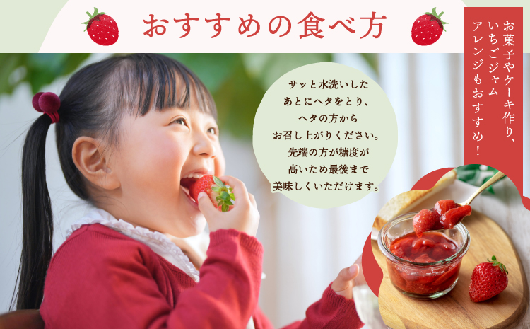 【2025年12月上旬〜2026年3月下旬頃発送予定】いちご 恋のぞみ 約400g×2パック 合計約800g