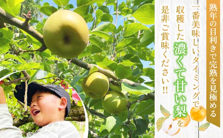 訳あり 梨 なし 秋月 幸水 豊水 新高 秋麗 甘太 和梨 お取り寄せ 濃あま梨 約1.8kg 品種おまかせ 冷蔵 国産 九州 熊本県 宇城市 小川町産 農園とフォーク青果店 2025年8月上旬から9