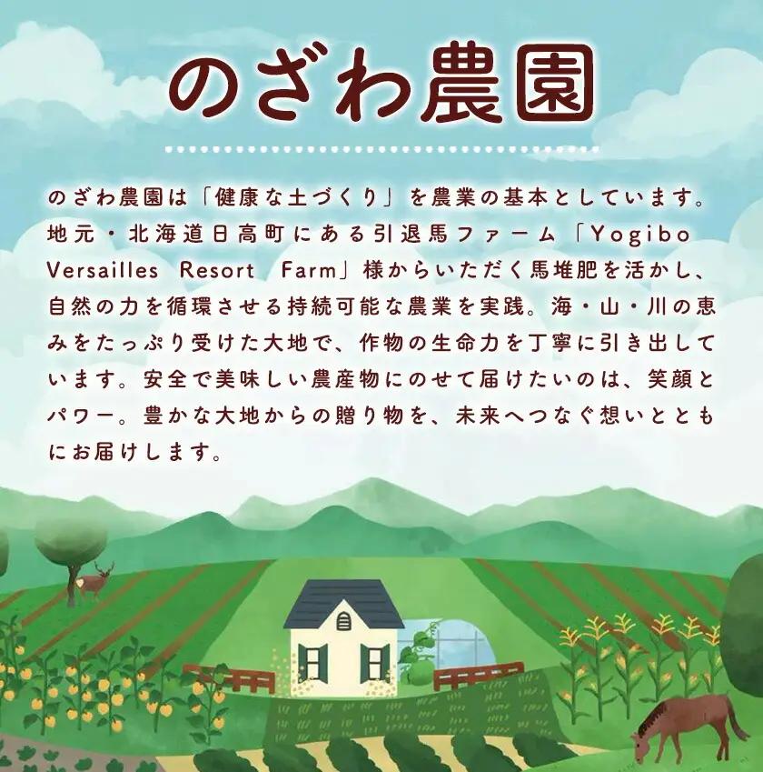 【先行予約】フルーツ ほおずき 太陽の子 約500g ホオズキ 北海道