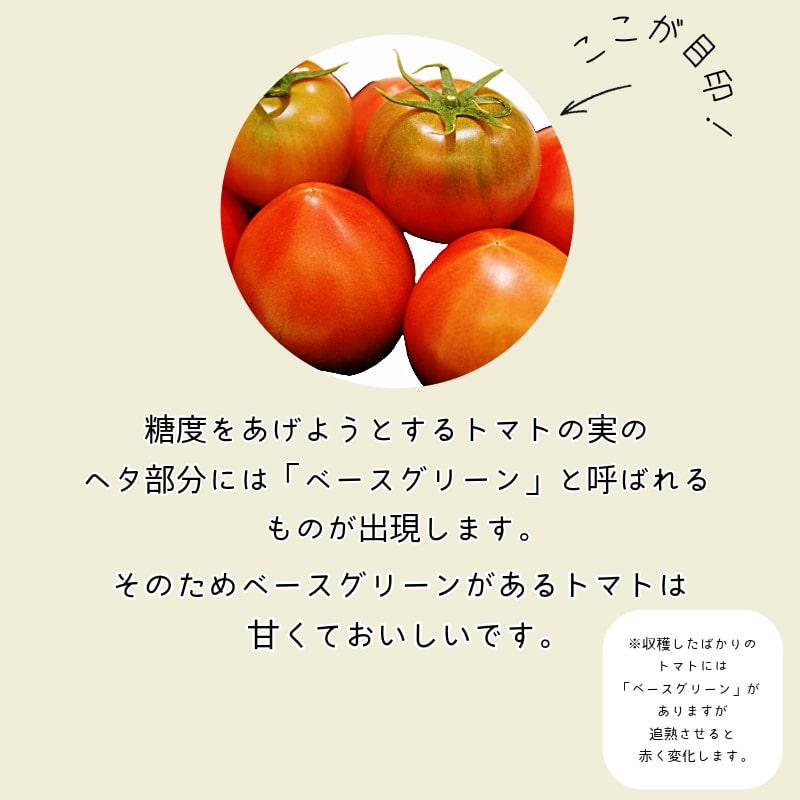 【先行予約】2025年1月発送 ももりこトマト 約2kg(約250g×8パック)　フルーツ トマト 糖度8以上 徳島 甘い 野菜 人気 おすすめ  産地 直送 ふるさと納税 野菜 ヘルシー 健康 小分