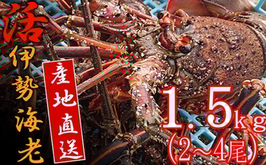 活きイセエビ 1.5㎏以上 伊勢エビ 伊勢海老 えび 産地直送 送料無料 エビフライ 刺身 高知県 室戸市