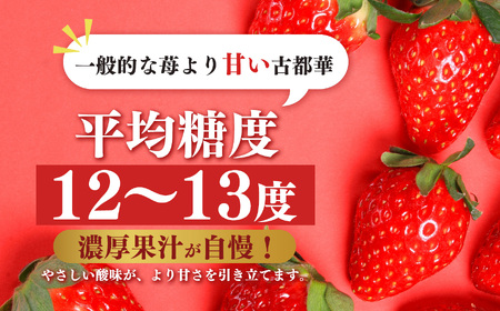 平群の古都華 2L ～ 3L サイズ （2パック×1ケース）1月発送 | 果物 くだもの フルーツ 苺 イチゴ いちご ストロベリー 古都華 ことか 旬の品種 産地直送 奈良県 平群町