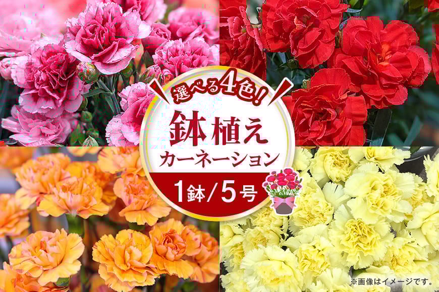 
            カーネーション 母の日への贈り物 プレゼント ギフト カーネーション 花 アレンジ 鉢植え 5号 鉢 国産 花鉢 鉢花 フラワーアレンジメント 母の日ギフト フラワーギフト お祝い 母の日
          