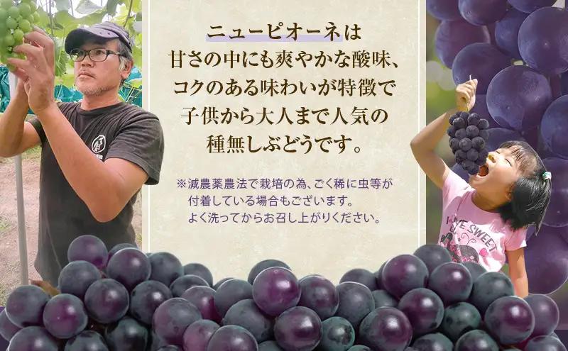 ぶどう 2026年 先行予約 ニューピオーネ 1房 約500g  岡山県産 ピオーネ
