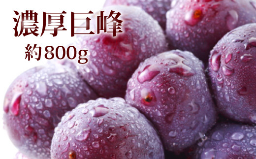 
【先行予約】【夏の美味】濃厚巨峰　秀品　約800g　化粧箱入り【2023年8月頃発送予定】【ard056】
