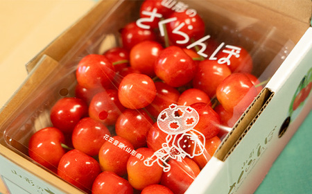 《先行予約》2026年 山形県産 さくらんぼ 佐藤錦 バラ詰（パック）500g 特秀 L 2026年6月上旬頃から順次発送 F20A-009