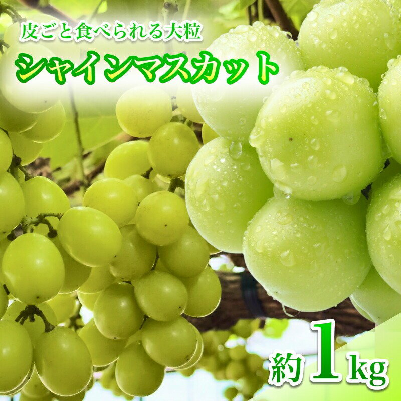 【ふるさと納税】【9月下旬から発送予定】南信州産 甘い大粒 シャインマスカット 約1kg 2～3房 | 果物 くだもの フルーツ シャインマスカット 葡萄 ぶどう マスカット 新鮮 長野県 信州 南信州 飯田市 BI05