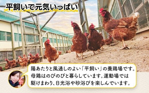 【定期便】たまご 佐賀鹿島産 平飼い初卵「うみとやまとこっこ」 上田養鶏場 たまご60個×3回 タマゴ 玉子D-117