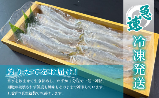 清流白川 天然鮎 10尾 冷凍 鮎 あゆ アユ 川魚 真空パック 竿釣り 川釣り おかず グルメ BBQ