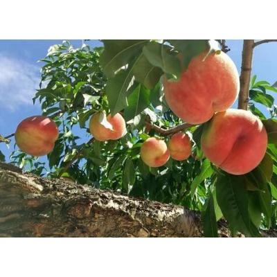 ふるさと納税 須賀川市 福島県の桃がたっぷり【農家の手作り桃シロップ3本セット】炭酸や焼酎に　モモ・ももジュース |  | 01