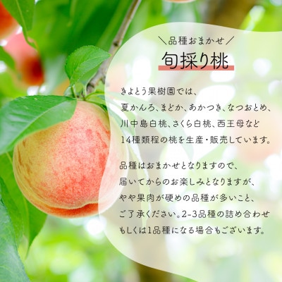【発送月固定定期便】【きよとうファーム】桃とシャインマスカットが産地直送で届く!ご家庭用定期便全2回【配送不可地域：離島】