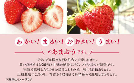 いちご の王様 ! あまおう グランデサイズ 約270g×4パック 合計約1,080g いちご 苺 イチゴ ストロベリー いちごの王様 フルーツ 果物 【2025年1月上旬-4月上旬発送予定】