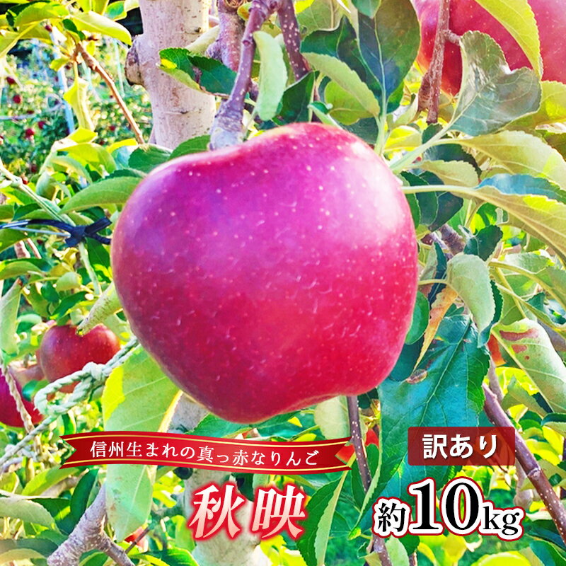 【ふるさと納税】訳あり りんご 秋映 約10kg 林檎 リンゴ 10kg 果物 くだもの フルーツ デザート 旬の果物 旬のフルーツ 訳アリ 長野県 長野　お届け：2025年9月下旬～10月中旬