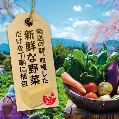 ふるさと納税 阿蘇市 季節のお野菜セットM 旬のお野菜の中から約5品を厳選してお届け |  | 03