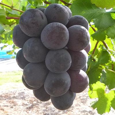 ふるさと納税 津山市 【発送月固定定期便】10〜12月　大粒ぶどうの詰合せ全3回 |  | 02