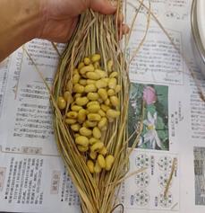 r05-027-006 里山を守ろう＜自然栽培大豆のオーナー＞味噌・納豆づくり