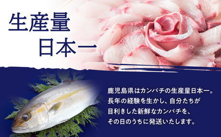 鹿児島県産 カンパチ 約3.5kg 三枚卸（ フィーレ ） 活〆 ※ 真空包装 K294-003_02 魚