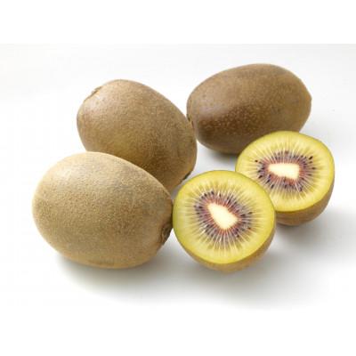 ふるさと納税 三豊市 【発送月固定定期便】三豊市特選こだわりフルーツ(シャインマスカット+さぬきエンジェルスイート)全2回 |  | 01