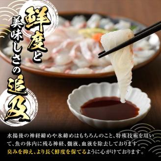 百年漁師の真鯛　お刺身用サク90g×6ｐ　計3回　定期便D_gochi-879