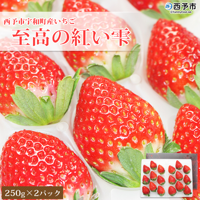 ＜いちご 至高の紅い雫 500g(250g×2パック)＞  果物 苺 イチゴ フルーツ 愛媛県 西予市