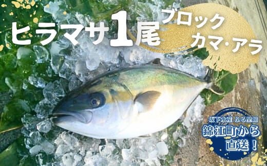 
No.1221-3 ふる里館 ヒラマサ１尾セット（ブロック・カマ・アラ）
