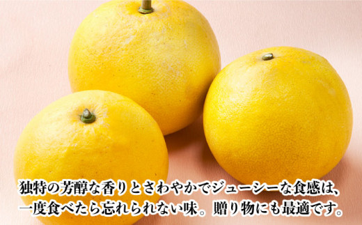 【数量限定】ぶんたん 大玉 約8kg / ブンタン 文旦 柑橘 みかん 蜜柑 かんきつ 果物 くだもの フルーツ ミカン【長崎ぶんたんの会 】[OAF001]