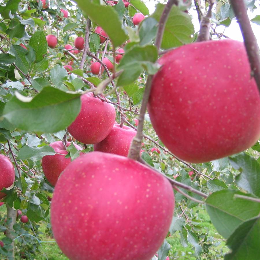 【もったいない！を食べよう】飛騨産りんご　ふじ　4.5kg