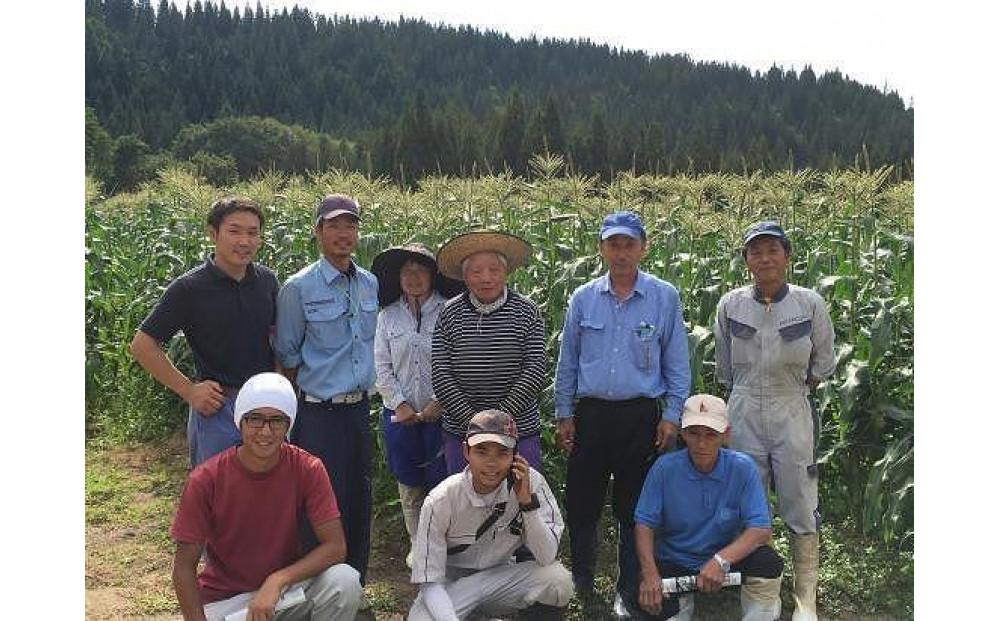 【新潟県 津南町産】朝取りスイートコーン 2Lサイズ 15本（1本約400g）