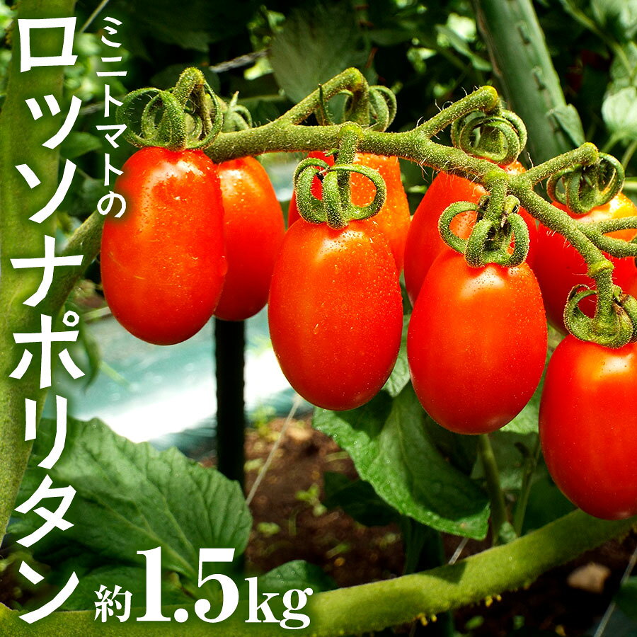 【ふるさと納税】スナックみたいにパクパク食べられるミニトマト「ロッソナポリタン」　1.5kg