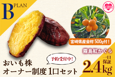 ＜【B】おいも株オーナー制度1口セット2株 霧島紅かぐら(最低2.4kg保証)+特産品＞12月中旬頃に熟成されたさつまいもときんかんをお届け！【MI187-sh-t】【株式会社育みの里しろはと】