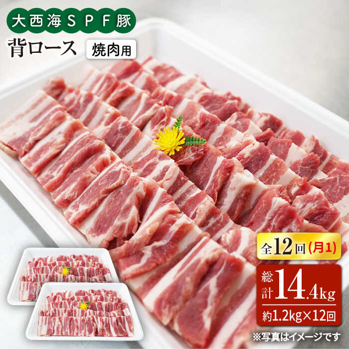 【ふるさと納税】【訳あり】【月1回約1.2kg×12回定期便】大西海SPF豚 背ロース（焼肉用）＜大西海ファーム＞ [CEK128]