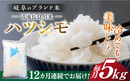 【12回定期便】【R7年産】白米ハツシモ 5kg 白米 5kg 白米定期便[ANCU007]