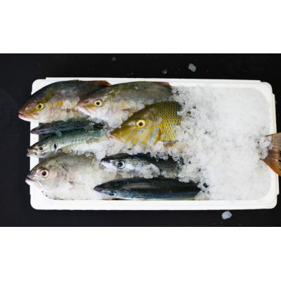 ふるさと納税 南さつま市 【漁港直送】朝獲れ鮮魚 詰め合わせ 4kg |  | 02