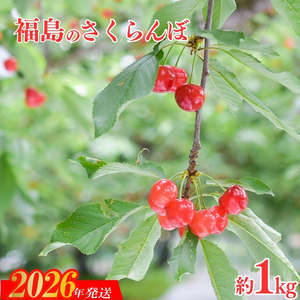 No.2414さくらんぼ「佐藤錦」約1kg（バラ詰め）【2026年発送】